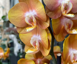 orkidee